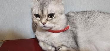 pisiklerin satisi: Britan yastı qulaq, Erkək — 7