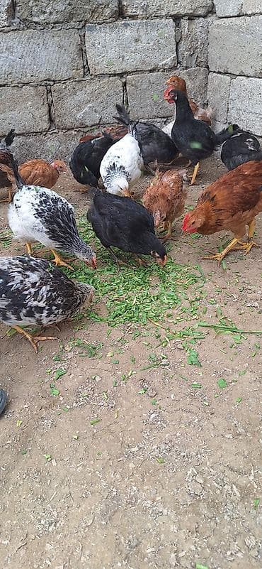 toyuq cucə: Toyuq cücələri, Damazlıq, Ödənişli çatdırılma — 5