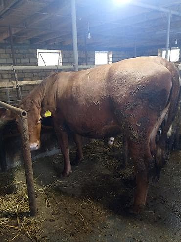 inek satan: Qırmızı rəngli anqus düyə 1yaş 6 aylığ– südlük və ətlik istiqamətli - — 7