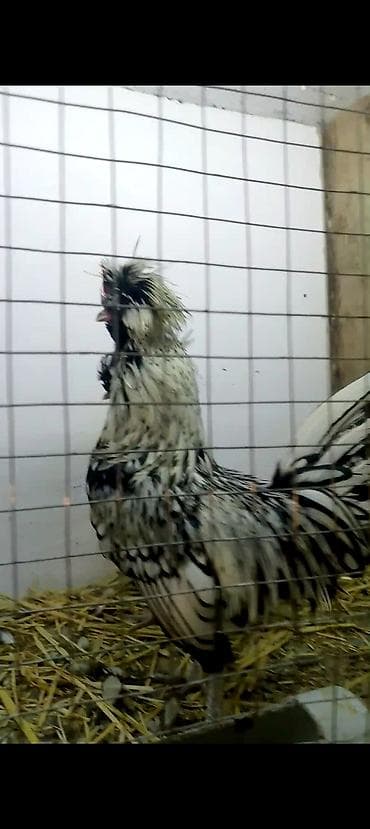 Kənd təsərrüfatı quşları: Toyuq, Damazlıq — 4