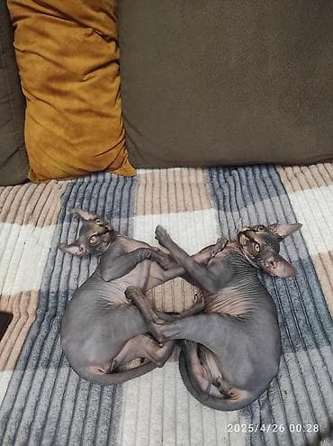 dişi dana: Sfinks, Erkək, Dişi — 2