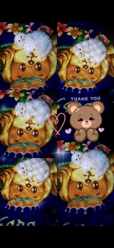 maykonq pişik: Şinşilla, Dişi — 9