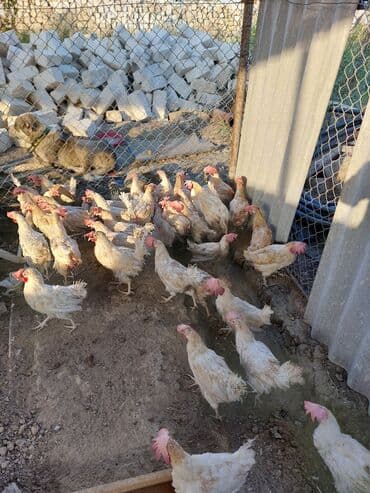 Heyvanlar üçün mallar: Toyuqlar — 3