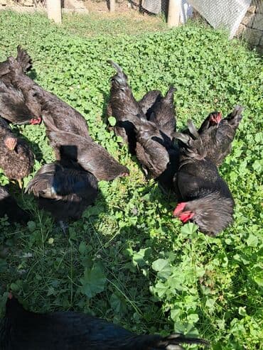 1 ayliq cuce satisi: Avstrolop Alman Cinsi. 8 ayliq xoruzlar satilir — 1