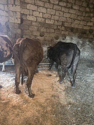 Super kök inekler — 8