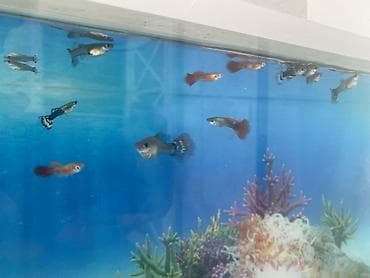 heyvan sahibləndirmə: Dördbucaq akvarium, Balıqlarla birlikdə, 15 l, Ünvandan götürmə — 4