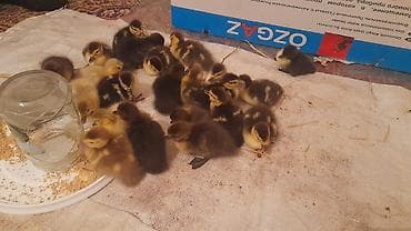 kend toyuqlari: 23 dənə bala macar zümrüdü krasnadar lavanda razılaşma yolu ilə — 3