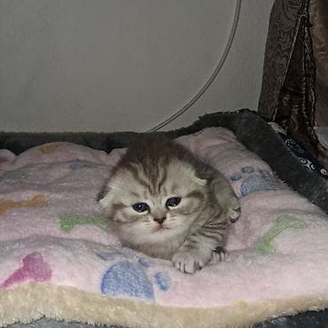 samoyed satisi: Şinşilla, Dişi — 9