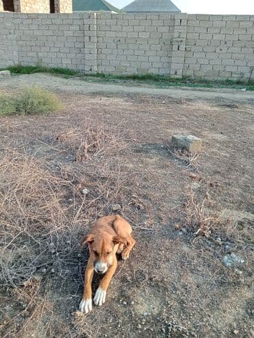 Gəmiricilər: Pitbull bayçovi İt balası – qəhvəyi rəngdə, sinə və pəncələrində ağ — 1