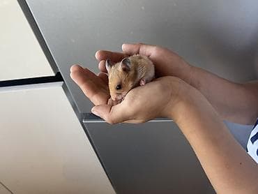 ev qus: Hamster – balaca, mehriban ev heyvanı PULSUZ VERİLİR 4ədəd baladır — 4
