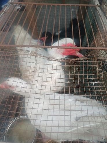 Pişiklər: Məhsul: Muskoviy ördəkləri (indoutka)salam bele yerli lal ordek var — 1