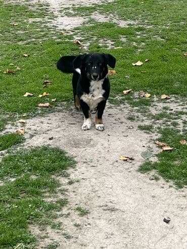 tuklu itlerin qiymeti: Zvanok küçüklər satılırBalaca it balaları – qarışıq rənglərdə - — 6