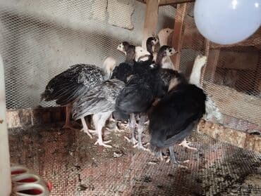 cuceye verilen adlar: Dişi, Amerika, Damazlıq, Ödənişli çatdırılma — 2