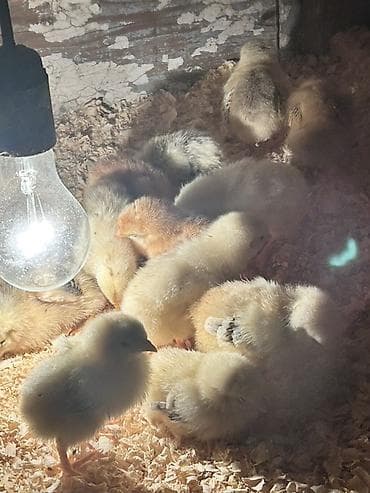 toyuq cuceler: Toyuq cücələri, Ətlik, Ödənişli çatdırılma — 3