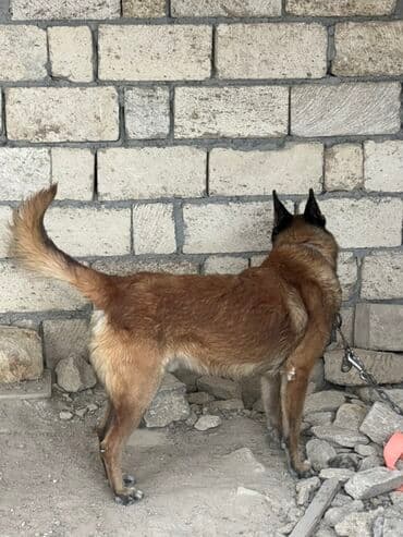 купить собаку малинуа: Belçika çoban iti, 2 il, Erkek, Peyvəndli — 3