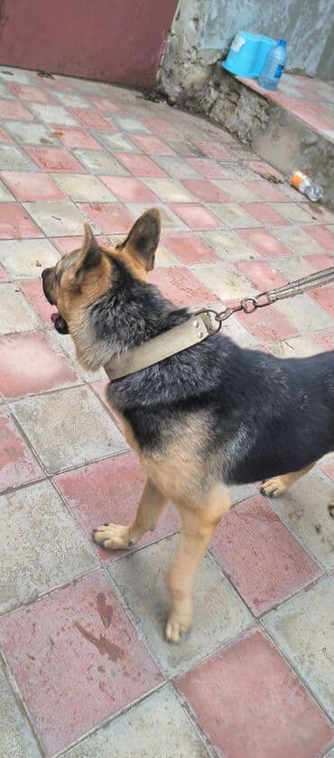 немецкая овчарка цена в баку: Немецкая овчарка, 11 месяцев, Самец, С прививками, Самовывоз — 5