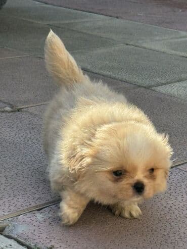 большая клетка для морской свинки: Pekines, Erkek — 3