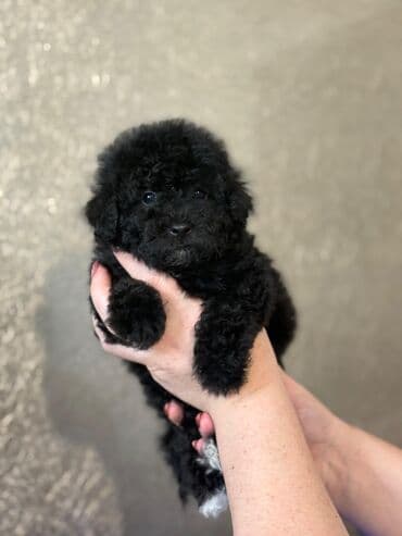 Pişiklər: Pudel, 2 ay — 1