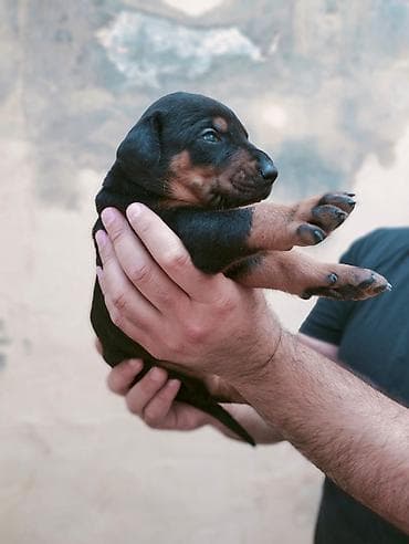 balaca heyvanlar: Doberman, Peyvəndli — 2