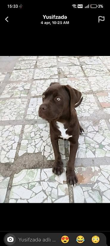 tula it: 3 ay, Dişi, Pulsuz çatdırılma — 3
