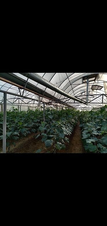 sarayda kiraye ev: 3 otaqlı, 2100 kv. m, Kredit var, Orta təmir — 5