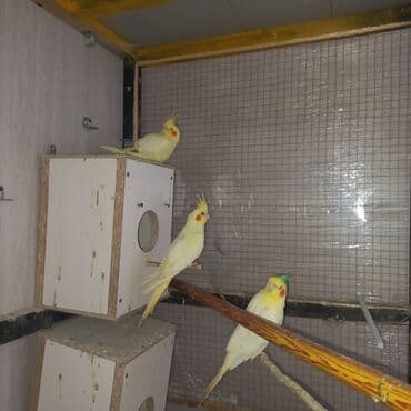 питомники собак в баку: Salam Tam əl quşlarıdı Dişləmir Cırmaq atmır yumurtuyandı 2 dişi — 3