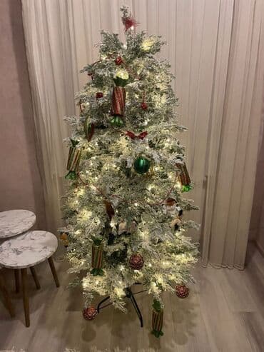 xurma ağacı: Endirim edildi❌ Yolka 75 azn Olcusu 1.80 🏡Suraxanı rayonu Ateşgahın — 1