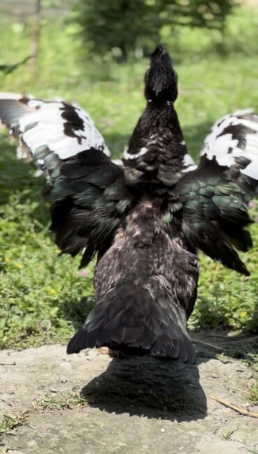 yarasa yuvası qiymeti: Muscovy ördəyi (indoutka) – qarışıq qara-ağ lələklər, qırmızı karnizli — 9