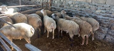 cins inekler: Quzu, Erkək, ay: 8, 42 kq, Ətlik, Ünvandan götürmə — 2