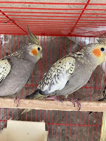 qus xana: Korella cute hazir — 5