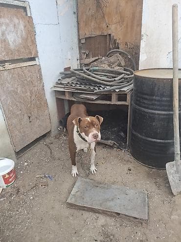 Pitbul, 2 il, Erkek, Ünvandan götürmə