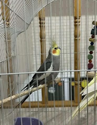 azeri it adlari: Başlıq: Tam dəst – qəfəs və iki nimfa tutuquşusu (hamısı birlikdə) — 4