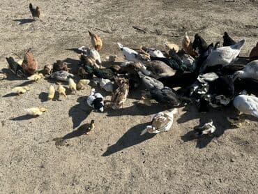 kuban ördek: Salam Aleykum Satılır Ördək Qaz Ördək Cücəsi Toyoq 36 Ədəd Lal Ördək — 23