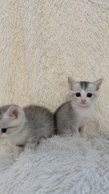 pişik eşyaları: Şinşilla, Erkək, Dişi — 5