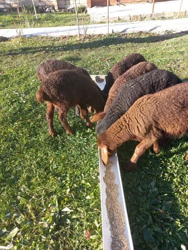 cins qoyun: Qoyun və quzu sürüsü - Şəkillərdə: 1 ana qoyun və bir neçə — 2