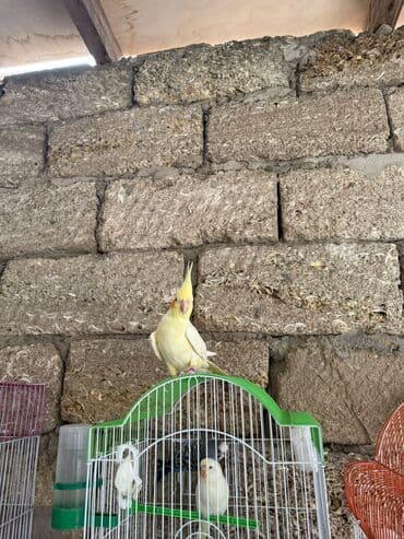 sağlam həyat sağlamlıq mərkəzi: Sirf lutina əl quşu korella cutu 100 Azn Təlimlidi pul lazimdi satiram — 4