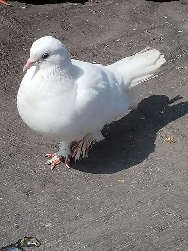 Quşlar: Ev göyərçinləri – müxtəlif rəng və cinslər Cutler 15 azn - Qrup — 4