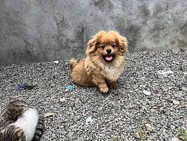 Şpitz, 1 il, Erkek, Cütləşmə üçün