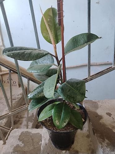 bitki: Fikus elastika (rezin ağacı) – dekorativ otaq bitkisi - Növ: Ficus — 1