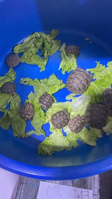 Quru tısbağaları.Say çoxdur istənilən ölçüdə var sağlamdılar. Cüt