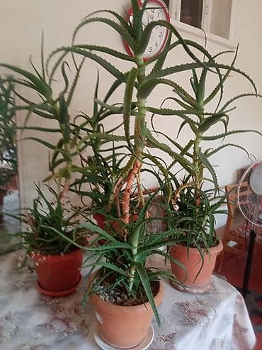 bitki guli: Saksıda Aloe (sukulent) bitkiləri - Növ: Aloe (sakkulent, ətli — 2