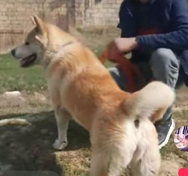 it satiwi: Akita-inu — 2