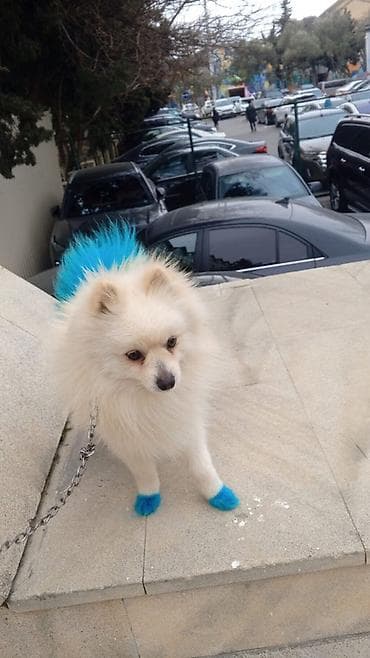 it itib: Şpitz — 1