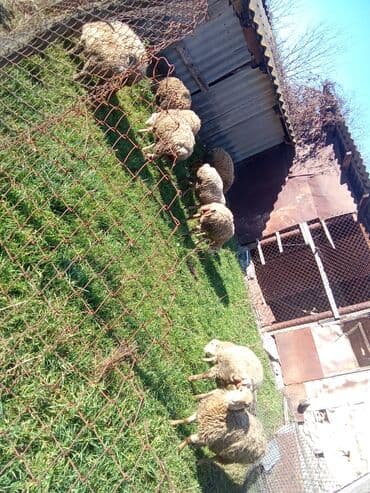 cins ineklerin qiymeti: 2erkək 7 dişi satılır — 1