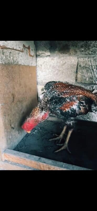 yaponka xoruzlar: Məhsul: Uzunboyun, möhkəm ayaqlı, sərt bədən quruluşlu döyüş tipli — 3