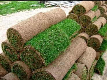 jasmin ağacı: Qazon si̇fari̇şi̇ həyət və villalar ücün yüksək kefiyətli qazon — 8