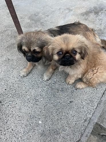 it qiz seksi: Pekines — 2