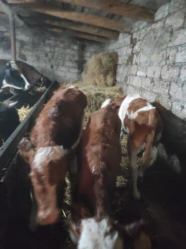 hələb keçisi satılır: 3 süt emeli dana satlır 1 erkeki 2 dişi temiz,senetaldı — 1