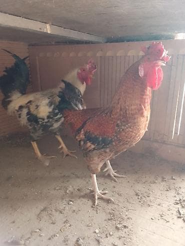 toyuq cuce: Məhsul: Ev təsərrüfatı üçün xoruzlar Təsvir: - Fərqli rəng və — 4