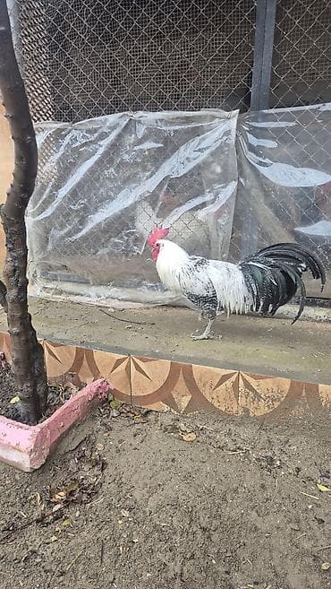 hind xoruzu: Satıllr 11 aylıq Brekel xoruz təkdir. Barter var Red İslan beçəsi ya — 3